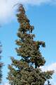 Juniperus chinensis Blue Alps IMG_8455 Jałowiec chiński